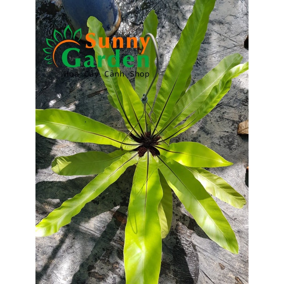 Cây Ráng Ổ Phụng ( Ổ Quạ)
