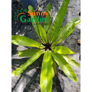 Cây Ráng Ổ Phụng ( Ổ Quạ)