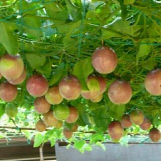 Cây chanh dây giải nhiệt