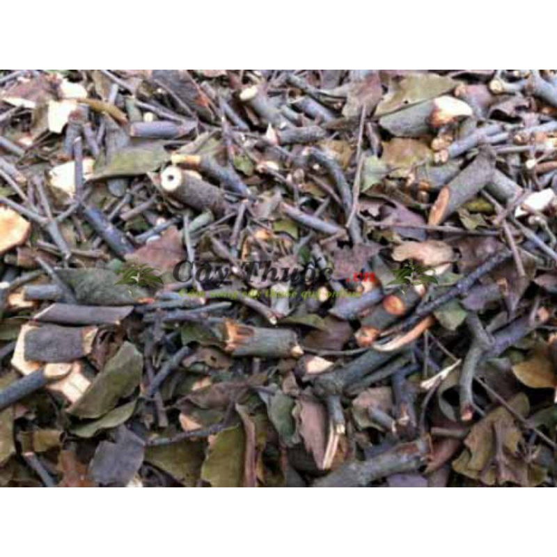 Tang ký sinh, Tầm gửi