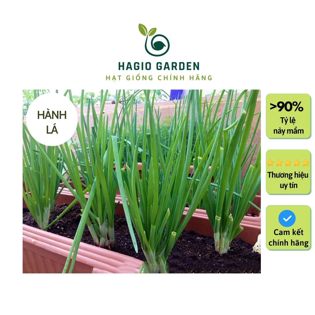 Hạt giống hành lá Rado 25 chính hãng Rạng Đông trồng quanh năm, hạt giống rau củ quả HAGIO