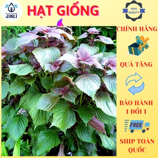 Hạt giống cây rau tía tô - 1gr/gói jl23