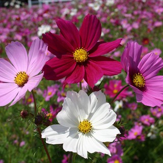 1 LẠNG HẠT GIỐNG CÚC SAO NHÁI (HẠT GIỐNG  CÁNH BƯỚM)