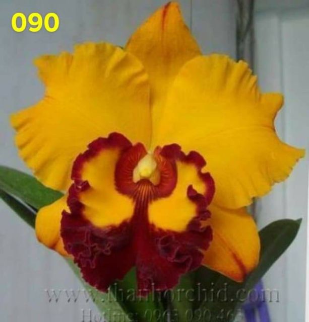 Cattleya cây giống mix màu