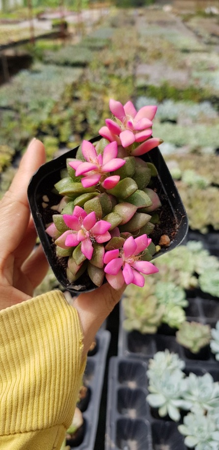 SEN ĐÁ HỒNG SAO 7CM