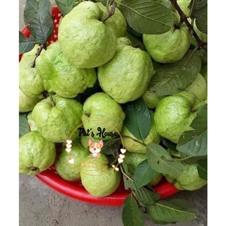 Ổi nữ hoàng