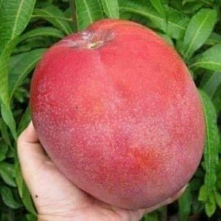 Cây 🌲 Xoài đỏ.... Nhật