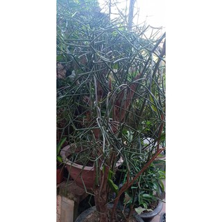 Cây giao cây giống (Chỉ giao miền bắc)