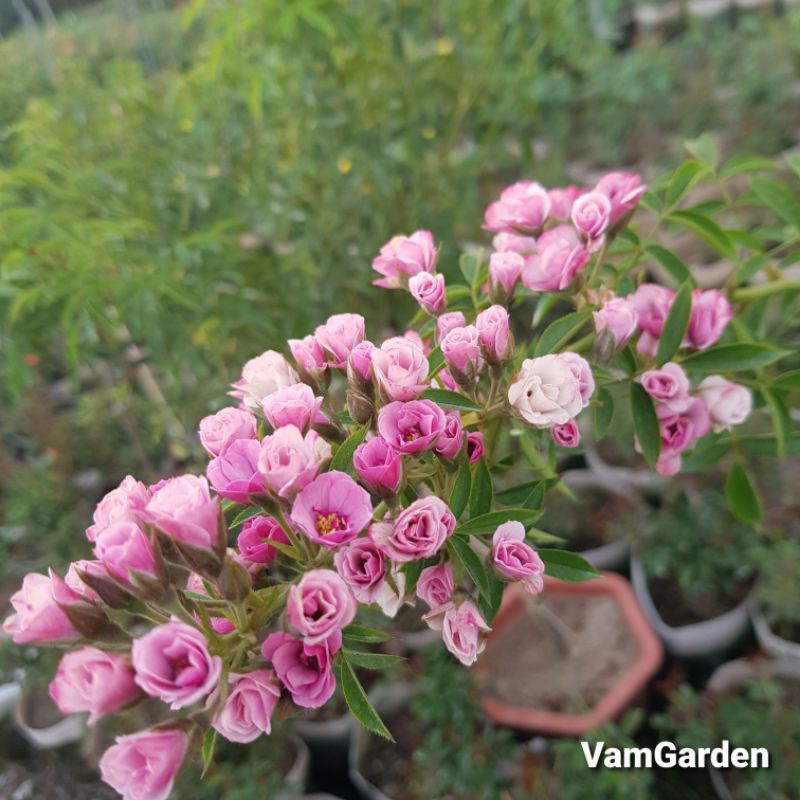 Hoa hồng leo Mac Spice màu hồng tím rất sai hoa - VamGarden Shop