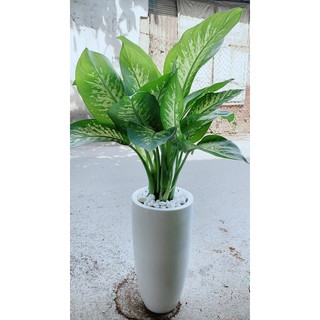 Chậu Cây Vạn Niên Thanh Lơn