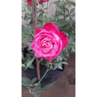 Hồng Cổ Huế Son
