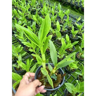 HOA LAN BÀ LIỄU XƯA