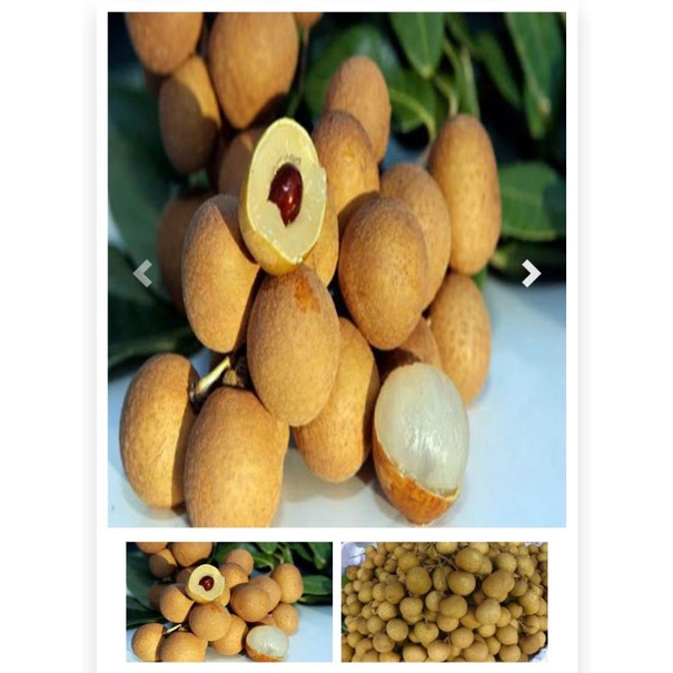 Nhãn Lồng Hưng Yên