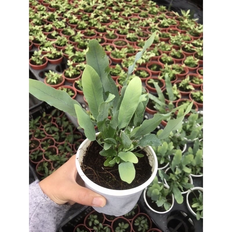 Chậu Dương Xỉ Bạc sz trung