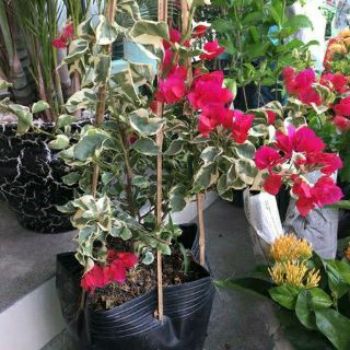Cây bông giấy cẩm thạch siêu bông