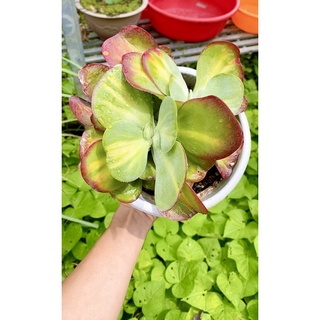 sen đá bươm bướm sz 20cm