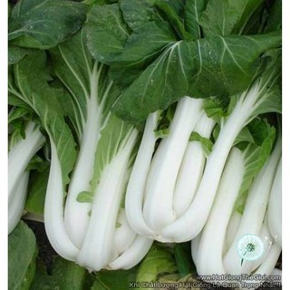 [TRỢ GIÁ] 20g Hạt Giống Cải Thìa Cọng Trăng Cải Bẹ Trắng (A5.203) .vnmark