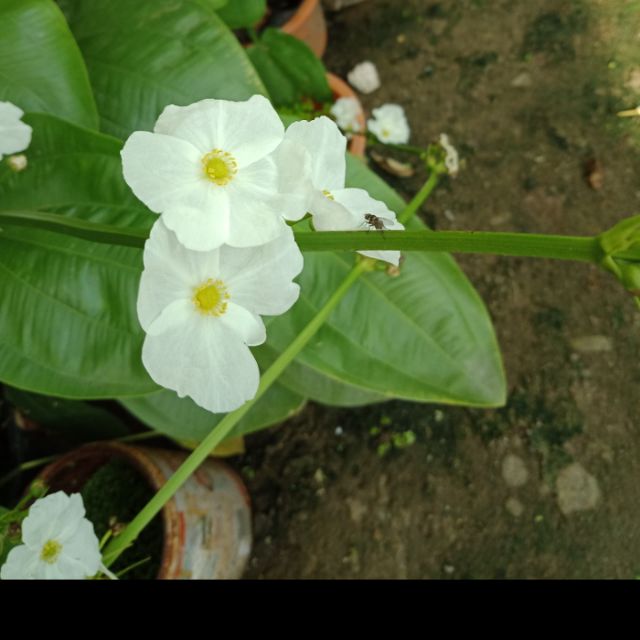 Cây bách thủy tiên ( cây lan nước)