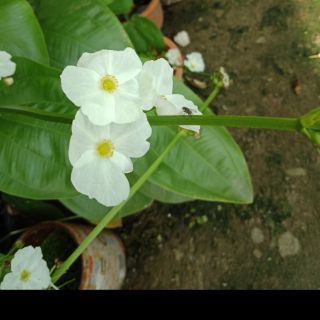 Cây bách thủy tiên ( cây lan nước)