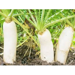 Hạt Giống Củ Cải Trắng F1 (Gói 150 hạt)-Dễ Trồng&amp;Năng Suất Cao
