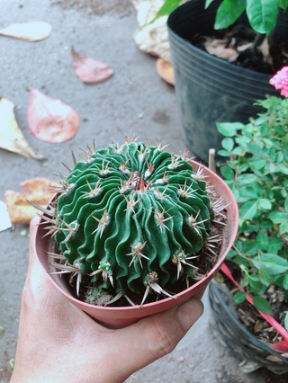 Xương Rồng Trúc Ngọc