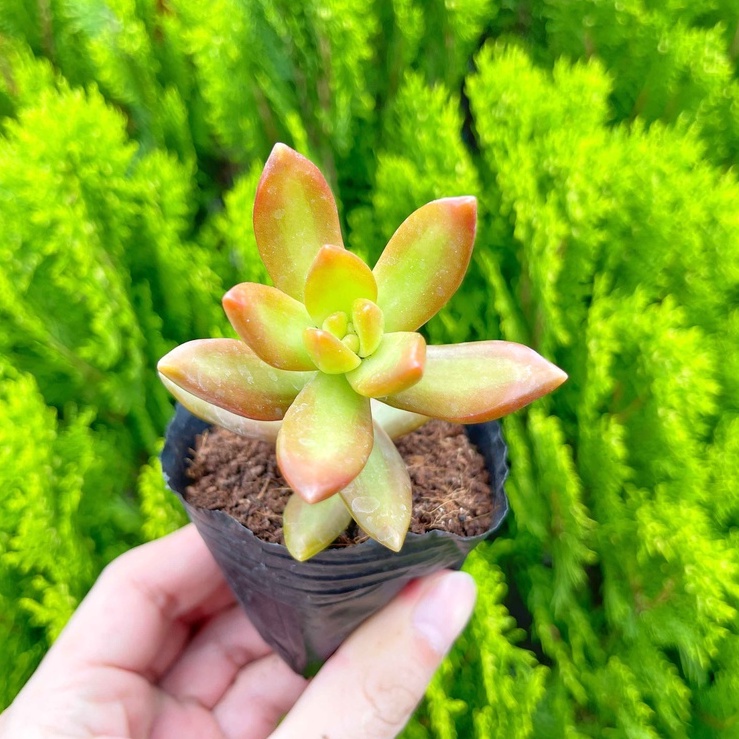 Sen đá vàng 5-7cm - Vườn sen đá