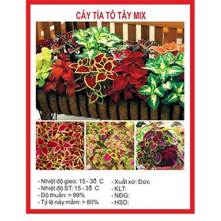 Hạt giống cây tía tô cảnh nhiều màu - 50 hạt