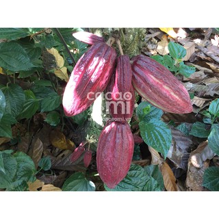 Bột cacao CacaoMi Original 1kg