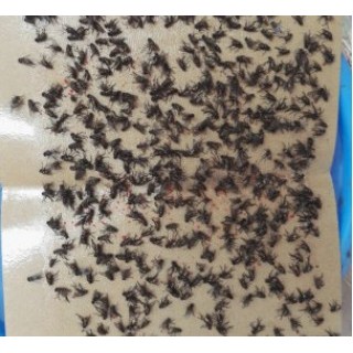 sỉ 100 miếng keo dính ruồi, dán ruồi, bẫy ruồi