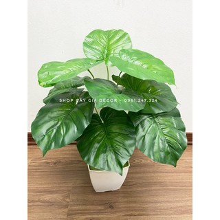 cây giả - cây khoai nước 60cm - 12 lá to