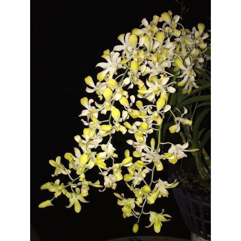 Hoa Lan Dendro Nắng Vàng Thơm