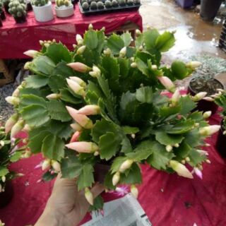 CHẬU LAN CÀNG CUA