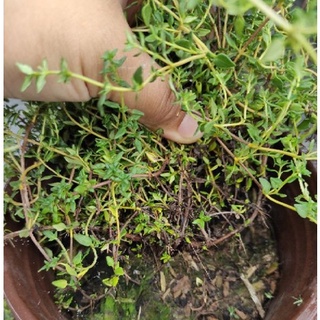 Hạt giống Cỏ Xạ Hương(Thyme)