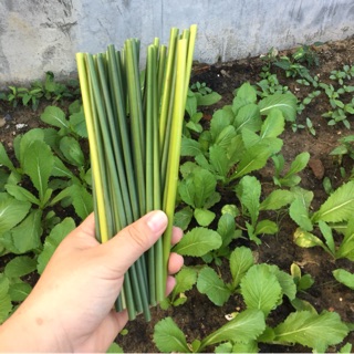 Combo 700 ống hút cỏ bàng tươi