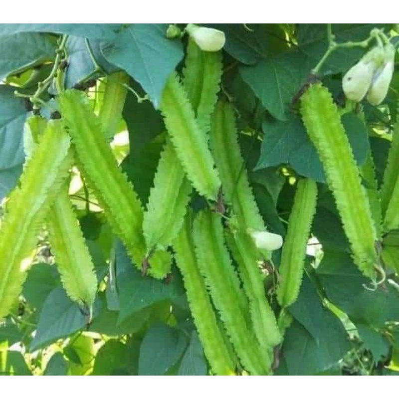 Hạt giống đậu rồng  xanh siêu trái Trang Nông