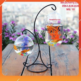 Bể Cá Mini Treo Trên Giá Hình Chữ X 10 ( Tặng kèm combo 03 phụ kiện trang trí )