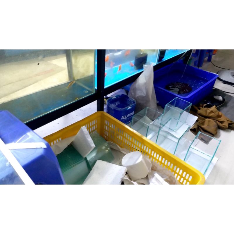 Hồ Cá Betta 15.10.15