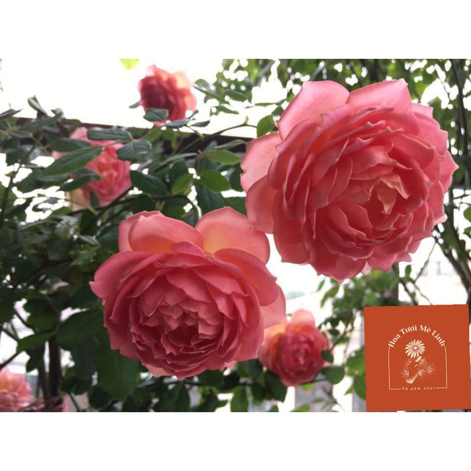 Hoa hồng ngoại Jubilee Celebration rose – Búp sen trên cạn vẻ đẹp thuần túy-HoaTuoiMeLinh