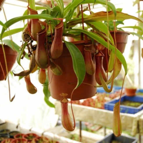 Hạt Giống Cây Nắp Ấm