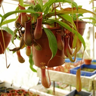 Hạt Giống Cây Nắp Ấm