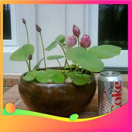 Hạt Giống Hoa Sen Nhật Mini-  VIETGAR