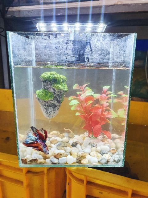 ĐÁ NỔI TREO DÀI 8CM RỘNG 5CM TRANG TRÍ HỒ CÁ NON BỘ