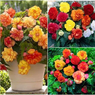 Hạt giống hoa thu hải đường kép mix nhiều màu - 5 hạt (TẶNG gói kích thích hạt nảy mầm)