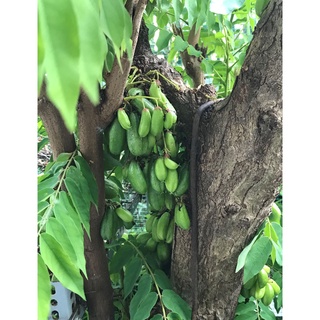Hạt giống cây Khế tàu (Bilimbi)