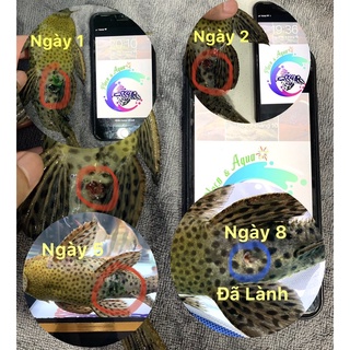 THUỐC ĐẶC TRỊ NẤM CHO PLECO