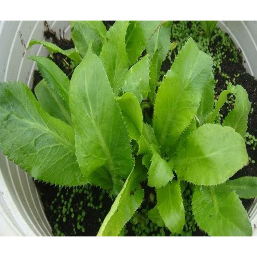 ( SIÊU RẺ ) Hạt giống mùi tàu 1gr