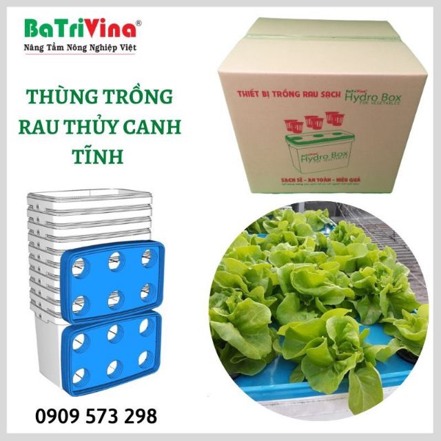 Set 10 Thùng Nhựa Thủy Canh Tĩnh RAU ĂN LÁ Chuyên Dụng