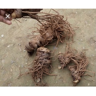 0.5 Lạng thất diệp nhất chi hoa - Củ rắn cắn (hàng xô)