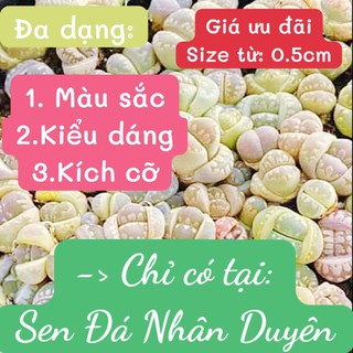 Lithops - thạch lan - sen mông mini siêu xinh (size từ 0.5 -2cm)