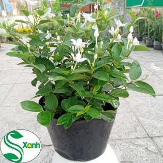 Mai Chỉ Thiên - Cây Cảnh Có Hoa